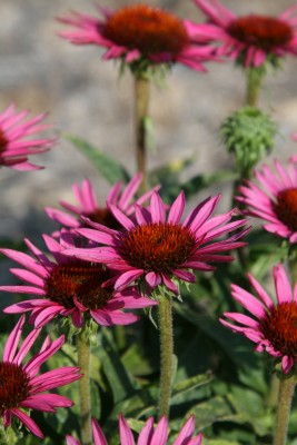 Bild von Echinacea purpurea Lilliput