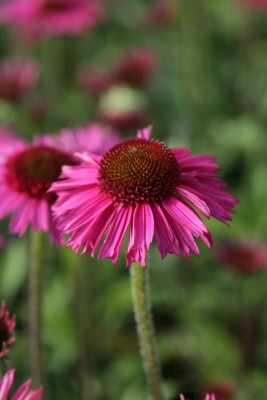 Bild von Echinacea purpurea Delicius Candy