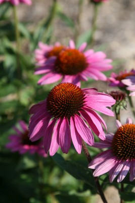 Bild von Echinacea purpurea Little Magnus