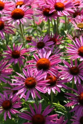 Bild von Echinacea purpurea Maxima