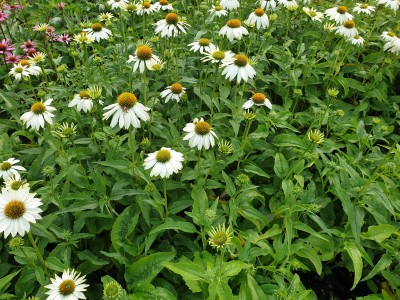 Bild von Echinacea purpurea PowWow White