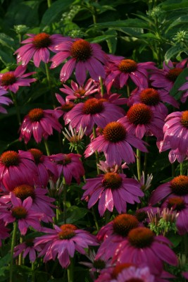 Bild von Echinacea purpurea PowWow Wild Berry