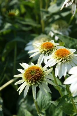 Bild von Echinacea purpurea Milkshake