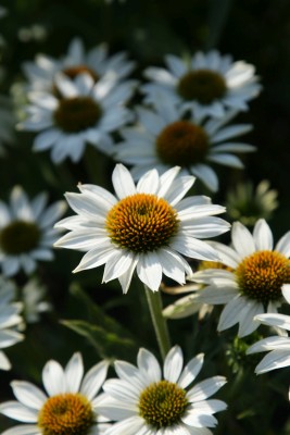 Bild von Echinacea purpurea Purity