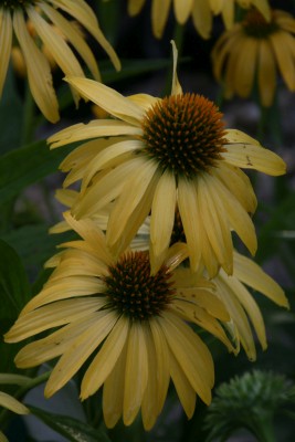 Bild von Echinacea purpurea Summer-Breeze