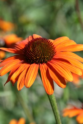 Bild von Echinacea x-cult. Tiki Torch