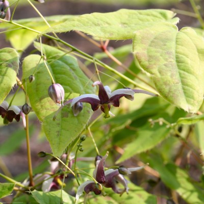 Bild von Epimedium acuminatum