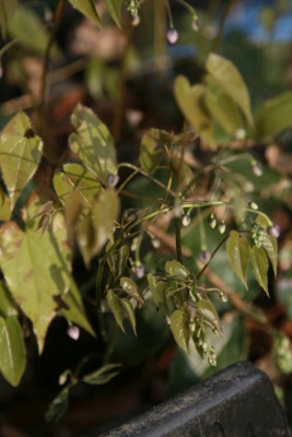 Bild von Epimedium acuminatum Night-Mistress