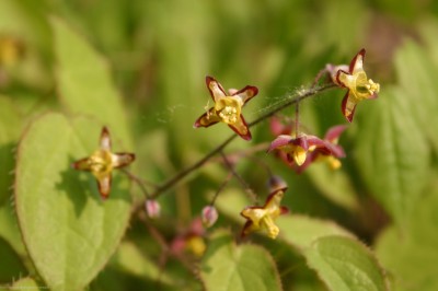 Bild von Epimedium alpinum