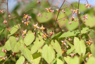 Bild von Epimedium x-cantabrigense