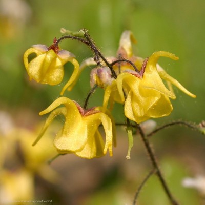 Bild von Epimedium davidii Goldglanz