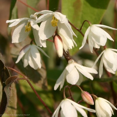 Bild von Epimedium diphyllum