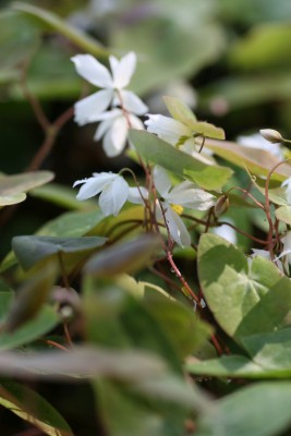 Bild von Epimedium diphyllum ssp.diphyllum