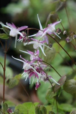 Bild von Epimedium grandiflorum Chris Norton