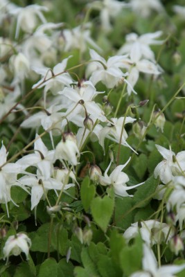 Bild von Epimedium grandiflorum var.higoense