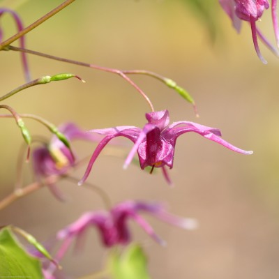 Bild von Epimedium grandiflorum Violaceum