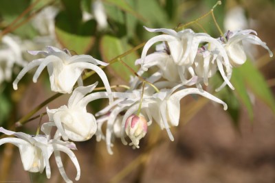 Bild von Epimedium grandiflorum White-Queen