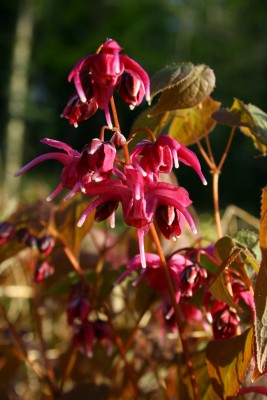 Bild von Epimedium grandiflorum Yuubae