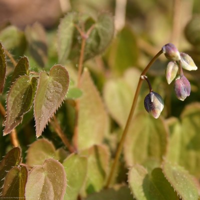 Bild von Epimedium grandiflorum Shiho