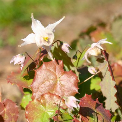 Bild von Epimedium pauciflorum