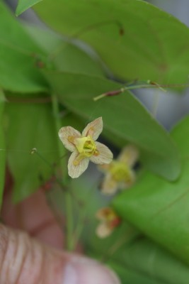 Bild von Epimedium pin.col. Black-Sea