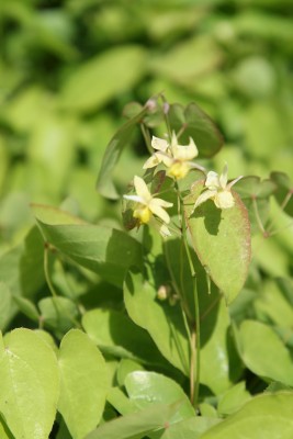 Bild von Epimedium pinnatum Elegans