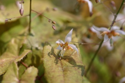 Bild von Epimedium pubescens Blütentanz