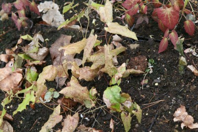 Bild von Epimedium pubescens Seedling