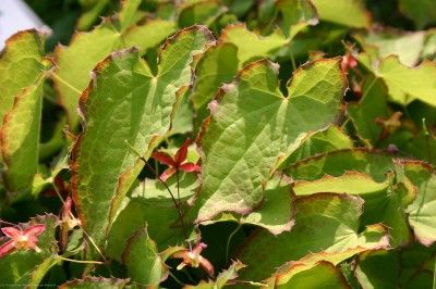 Bild von Epimedium x-rubrum Coccineum