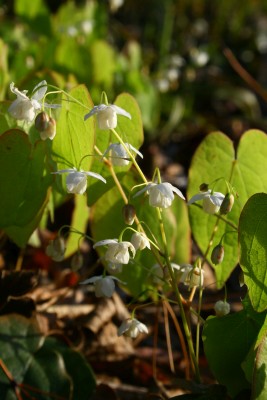 Bild von Epimedium sagittatum