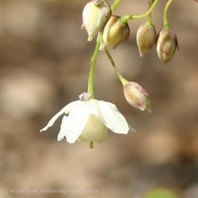 Bild von Epimedium setosum