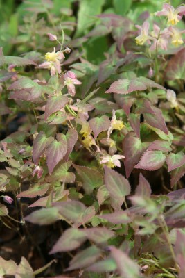 Bild von Epimedium x-versicolor Cupreum