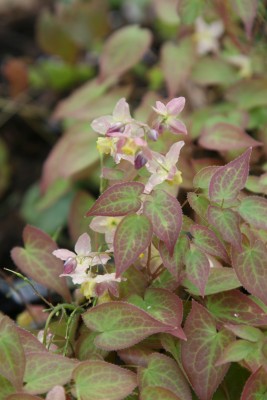 Bild von Epimedium x-versicolor Versicolor