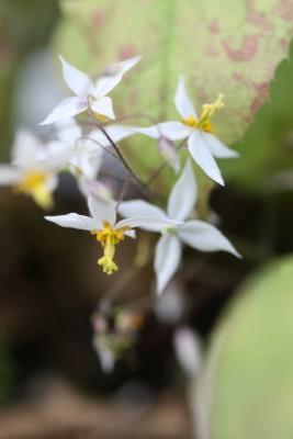 Bild von Epimedium stellulatum Wudang-Star