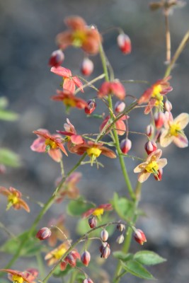 Bild von Epimedium x-warleyense Ellen Willmott