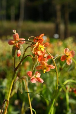 Bild von Epimedium x-warleyense Orangekönigin