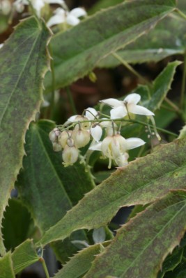 Bild von Epimedium wushanense nova