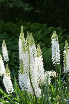 Bild von Eremurus himalaicus