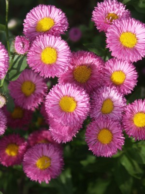 Bild von Erigeron x-cult. Foersters-Liebling