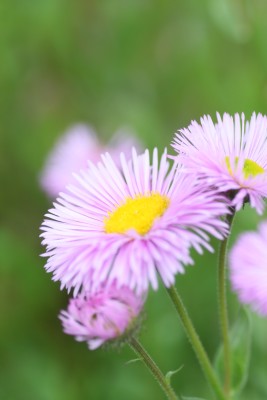 Bild von Erigeron x-cult. Rosa Juwel