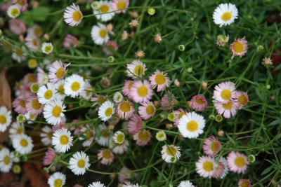 Bild von Erigeron karvinskianus Profusion