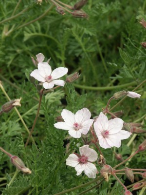 Bild von Erodium reichardii Roseum