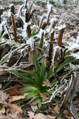 Bild von Eryngium agavifolium