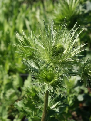 Bild von Eryngium alpinum Blue-Star