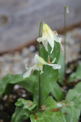 Bild von Erythronium tuolumnense White Beauty