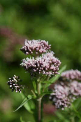 Bild von Eupatorium cannabinum Plenum