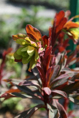 Bild von Euphorbia amygdaloides Purpurea