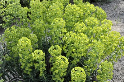 Bild von Euphorbia characias ssp.caracias