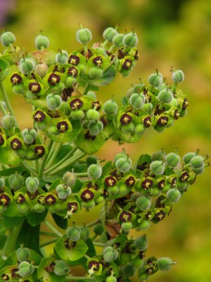 Bild von Euphorbia charac. Black-Pearl