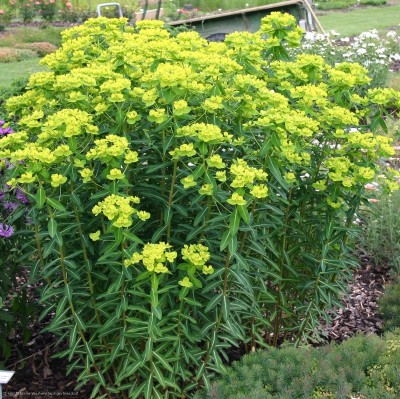 Bild von Euphorbia cornig. Gold.Turm